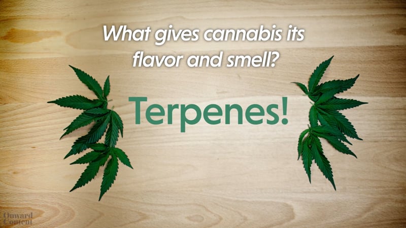 Terpenes Video Content by Onward Content