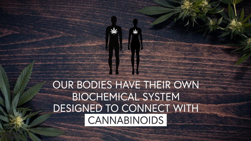 Science of Cannabis Video Education by Onward Content